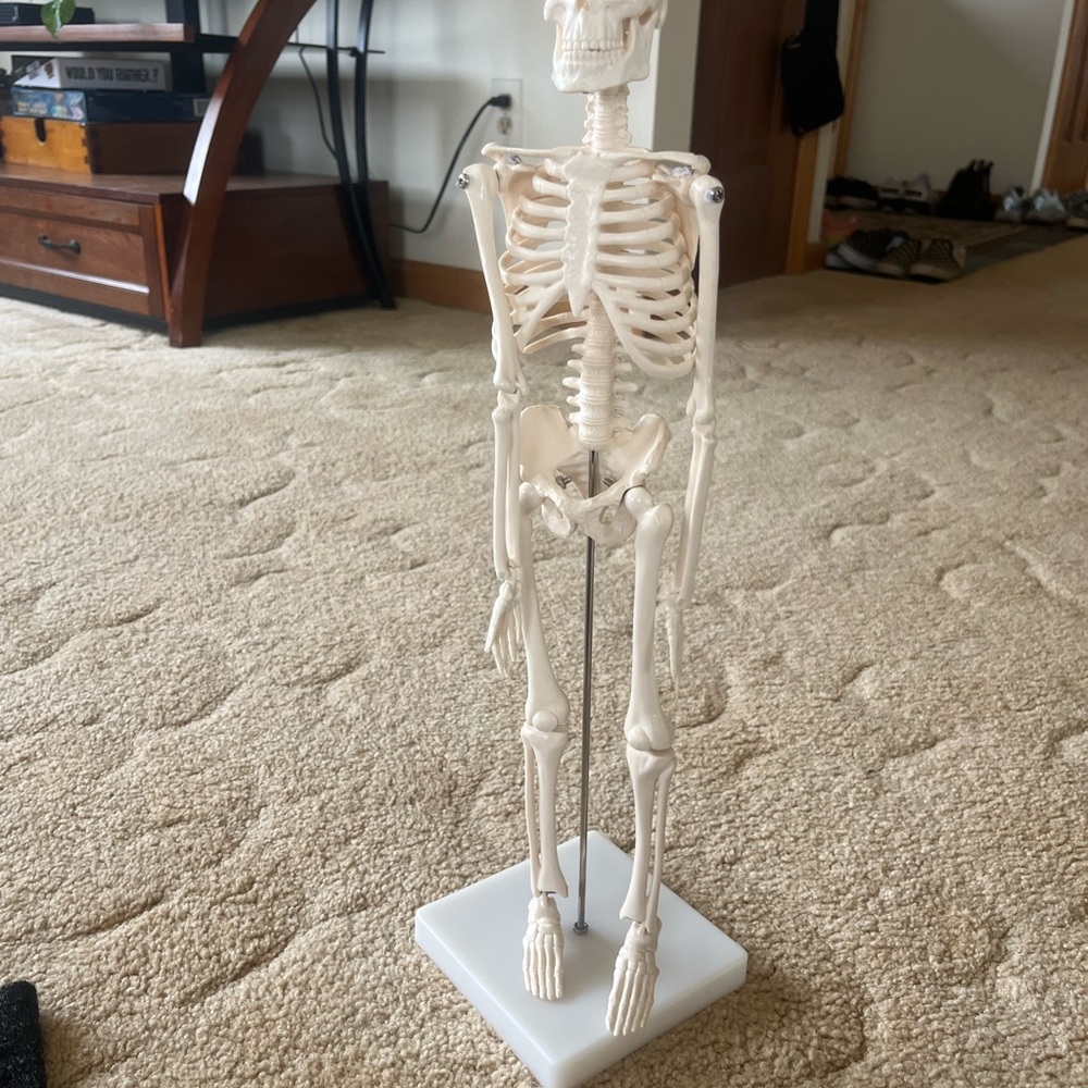 Anatomical Mini Human Skeleton Model — Cream Educational Display - Picture 6 of 9